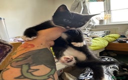 Domestic Shorthair cats for sale: 4 beautiful kittens  - Image 2