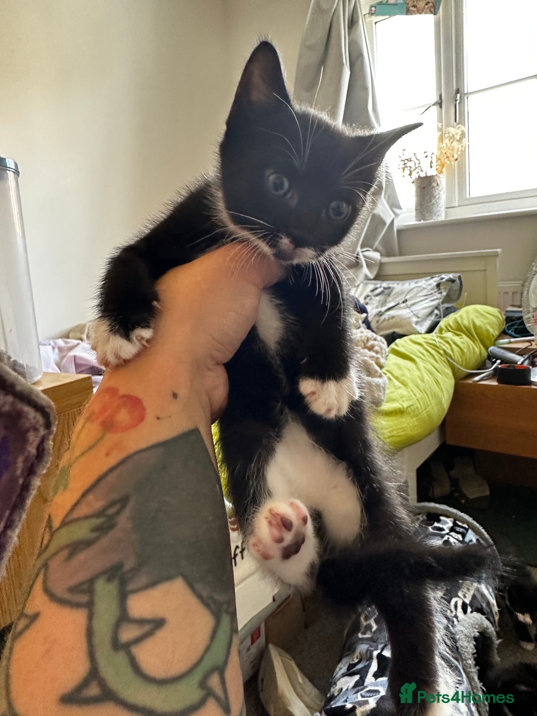 Domestic Shorthair cats for sale: 4 beautiful kittens  - Image 2