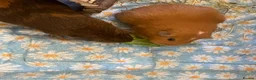 Guinea Pig rodents for sale: Two female guinea pigs looking for a home in Ledbury - Advert 3
