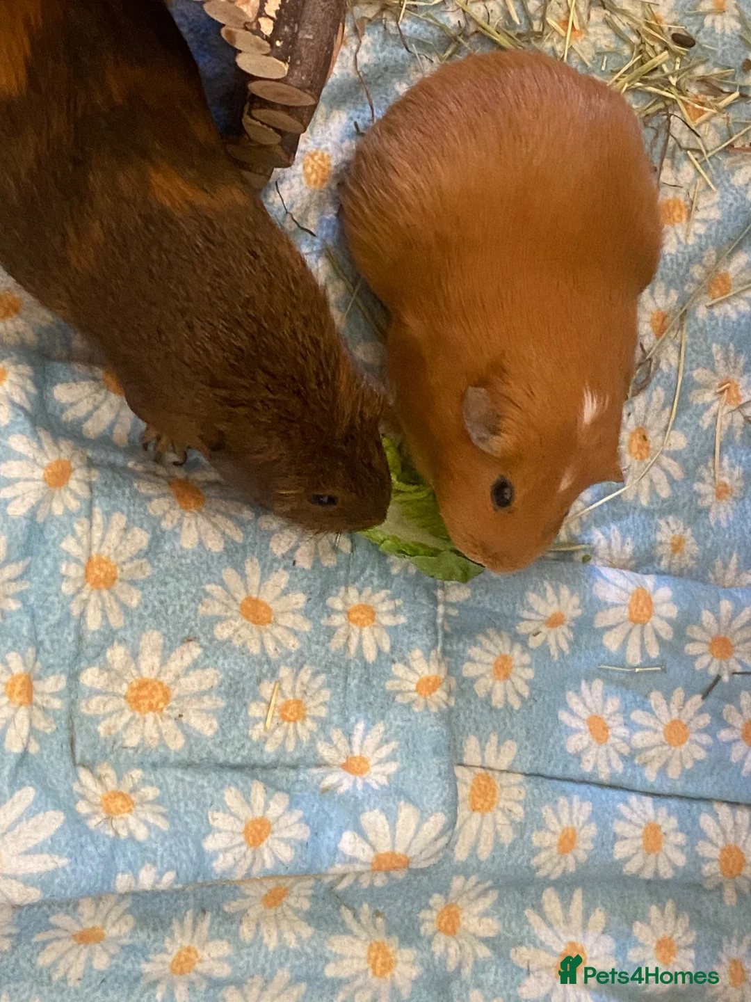 Guinea Pig rodents for sale: Two female guinea pigs looking for a home in Ledbury - Advert 3