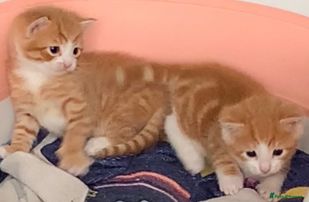 Mixed Breed cats Gorgeous litter of playful fluffy kittens  - Advert 3