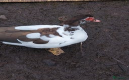 Ducks poultry for sale: Moscovy ducks for sale - Image 4