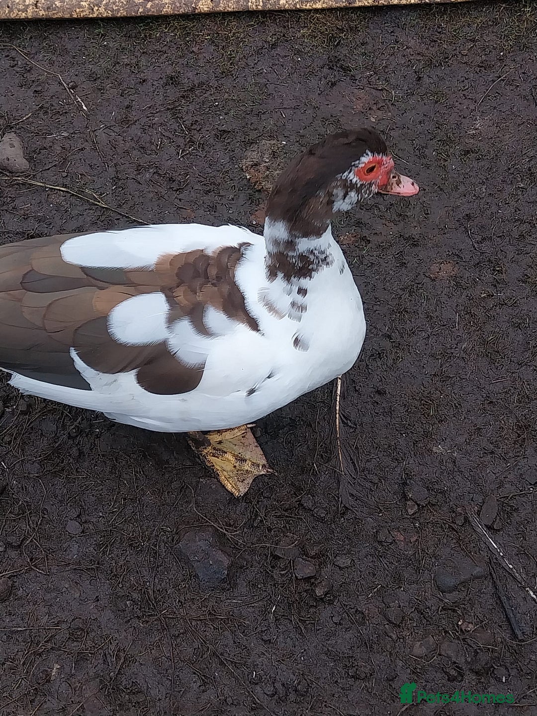 Ducks poultry for sale: Moscovy ducks for sale - Image 4