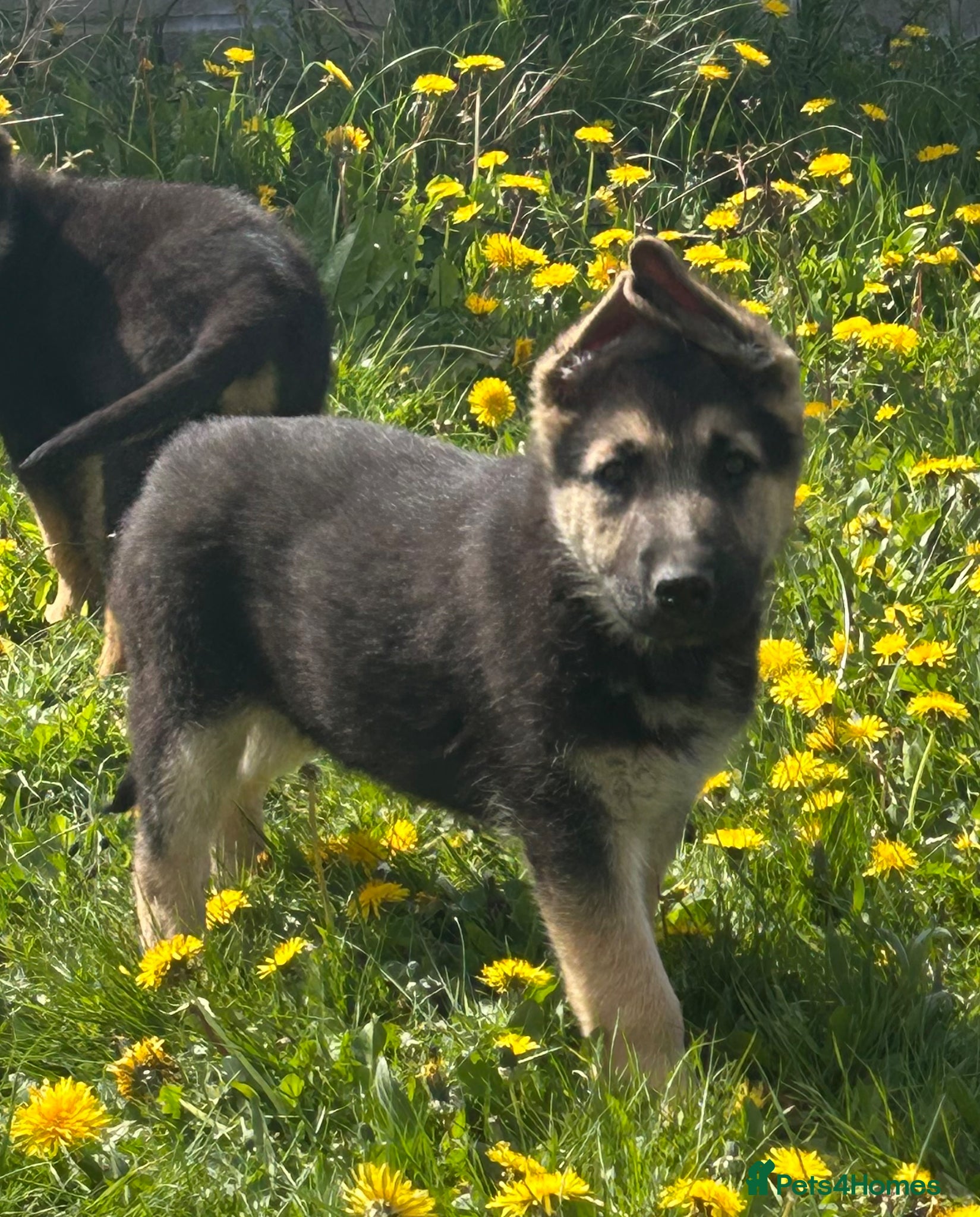 German Shepherd dogs 💙💙Ready Now!! KC Reg German Shepherds💙💙 - Advert 1