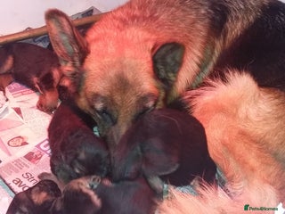 German Shepherd dogs Beautiful puppies - Advert 7