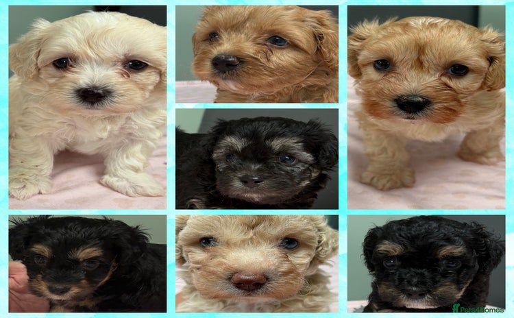 Maltipoo dogs - Advert 2
