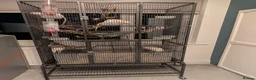 Rat rodents for sale: 4 Rats & Full Set-up - Advert 1