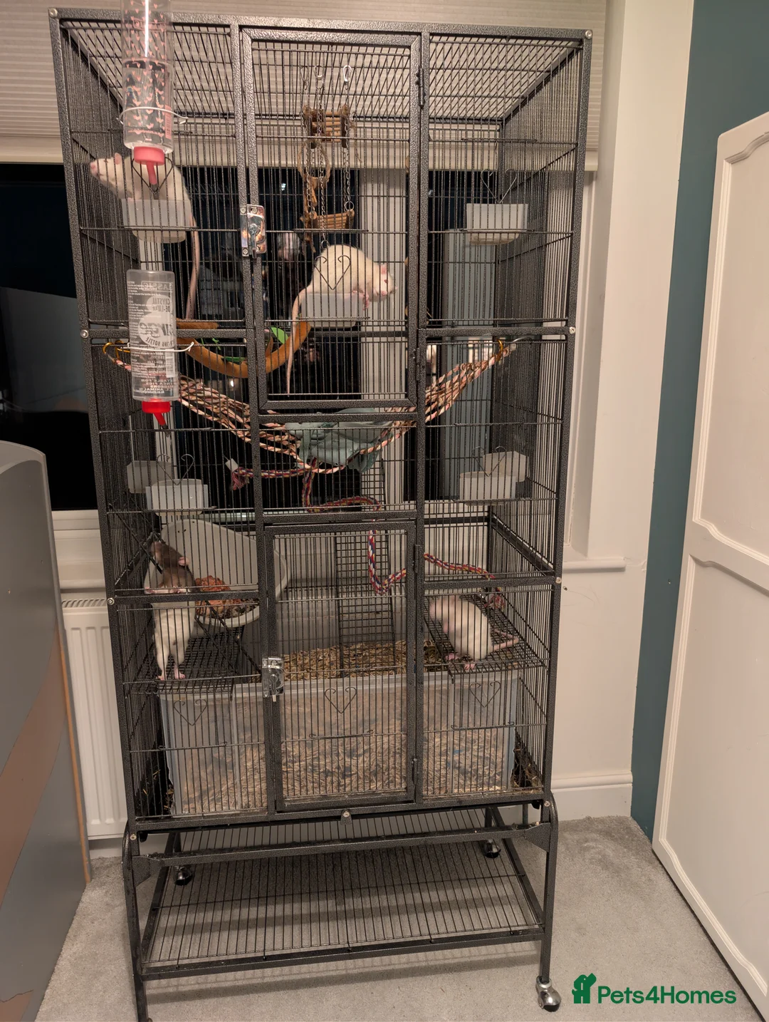 Rat rodents for sale: 4 Rats & Full Set-up - Advert 1