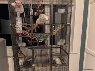 Rat rodents 4 Rats & Full Set-up - Advert 1