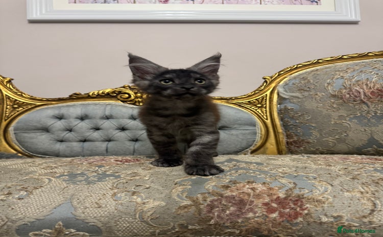 Maine Coon cats - Advert 4