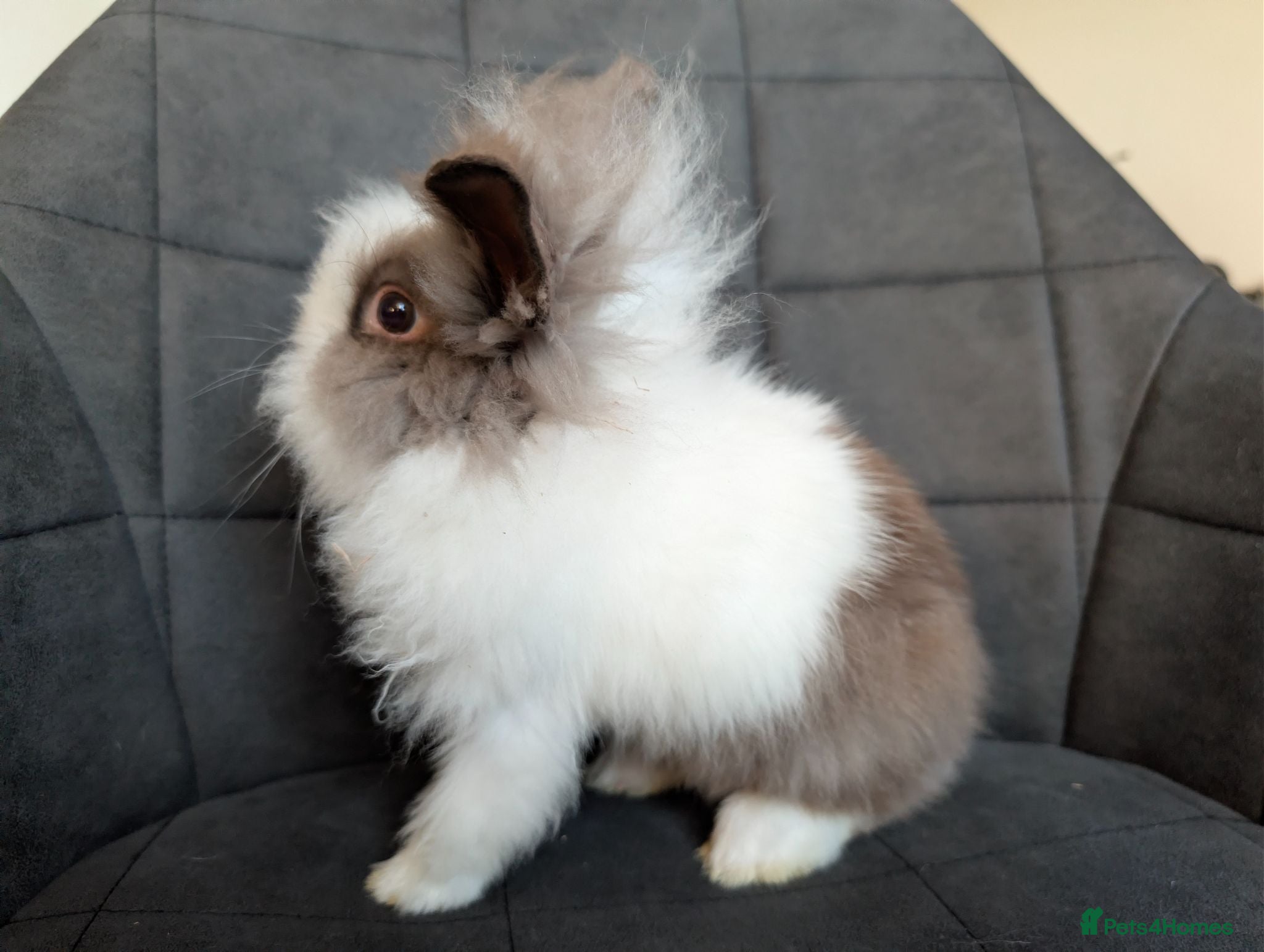 Lionhead rabbits Double-maned Lionhead Buck for Sale - Advert 1