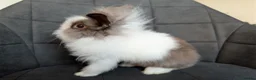 Lionhead rabbits for sale: Beautiful Double-maned Lionhead Rabbits for Sale - Advert 10