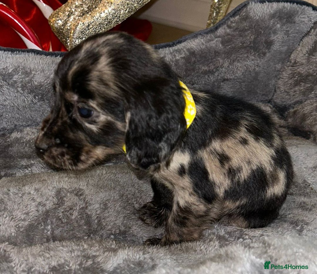 Cocker Spaniel dogs for sale: 6 beautiful cocker spaniel puppies  - Advert 10
