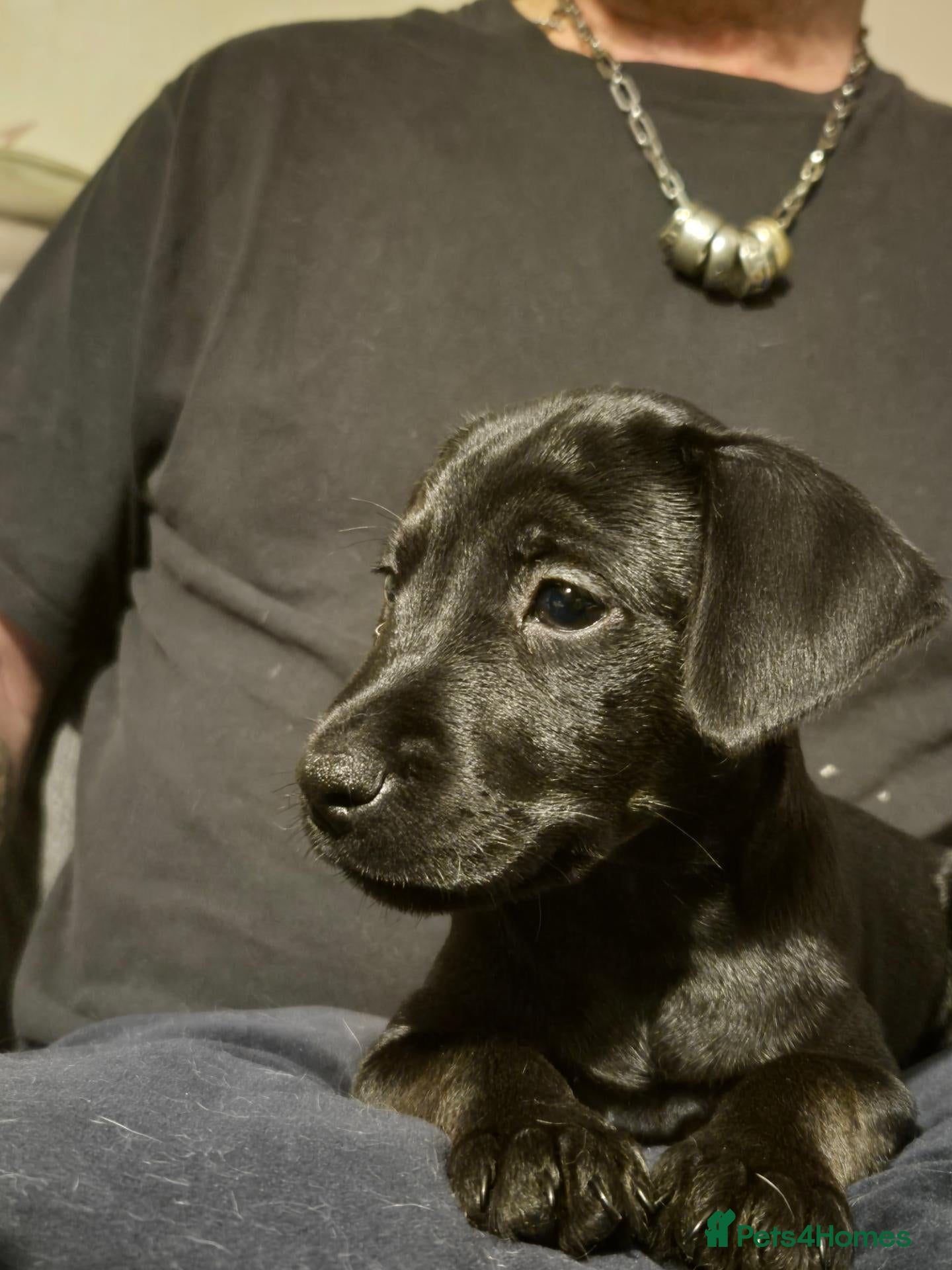 Mixed Breed dogs Patterdale/lakeland mix pups. - Advert 1