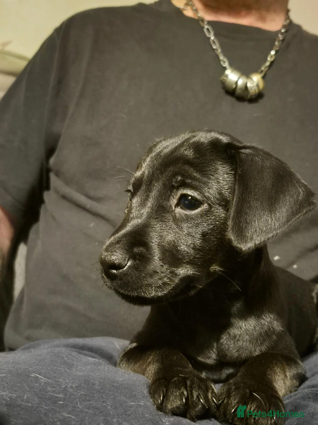 Mixed Breed dogs for sale: Patterdale/lakeland mix pups. - Advert 1