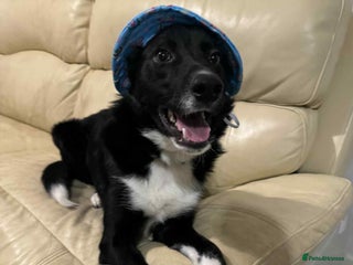 Border Collie dogs Rehome urgent, no fault of own - Advert 1