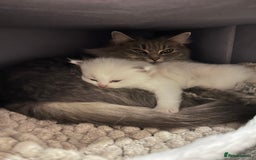 Ragdoll cats for sale: Beautiful Blue Tabby Ragdoll Fur Babies  - Image 23
