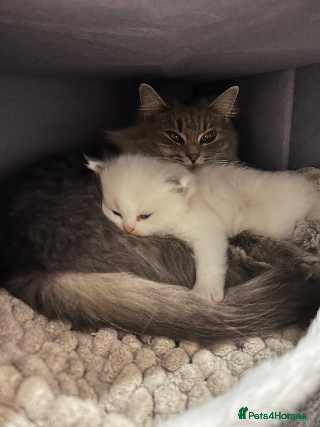 Ragdoll cats for sale: Beautiful Blue Tabby Ragdoll Fur Babies  - Image 23