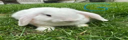 Mini Lop rabbits for sale: Mini Lop Rabbits For Sale  - Advert 20