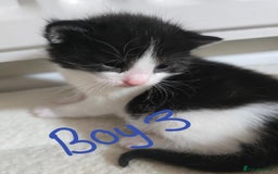 Domestic Shorthair cats for sale: 4 Kittens For Sale - Image 5