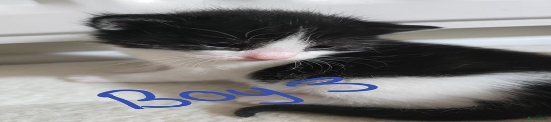 Domestic Shorthair Kitten 3