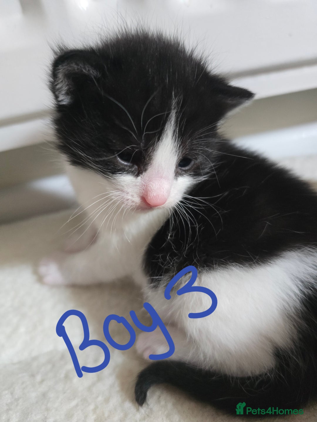 Domestic Shorthair cats for sale: 4 Kittens For Sale - Image 5