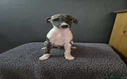 Whippet dogs for sale: ✅️ Ready to leave - KC whippets 🧡 - Image 29