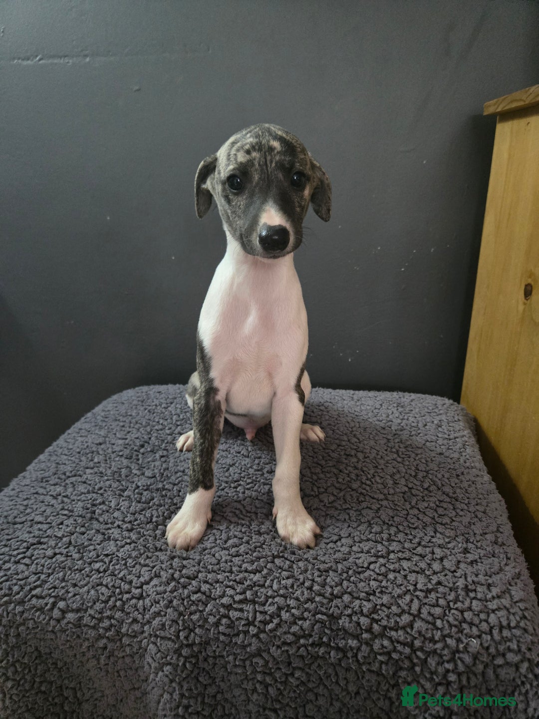 Whippet dogs for sale: ✅️ Ready to leave - KC whippets 🧡 - Image 29