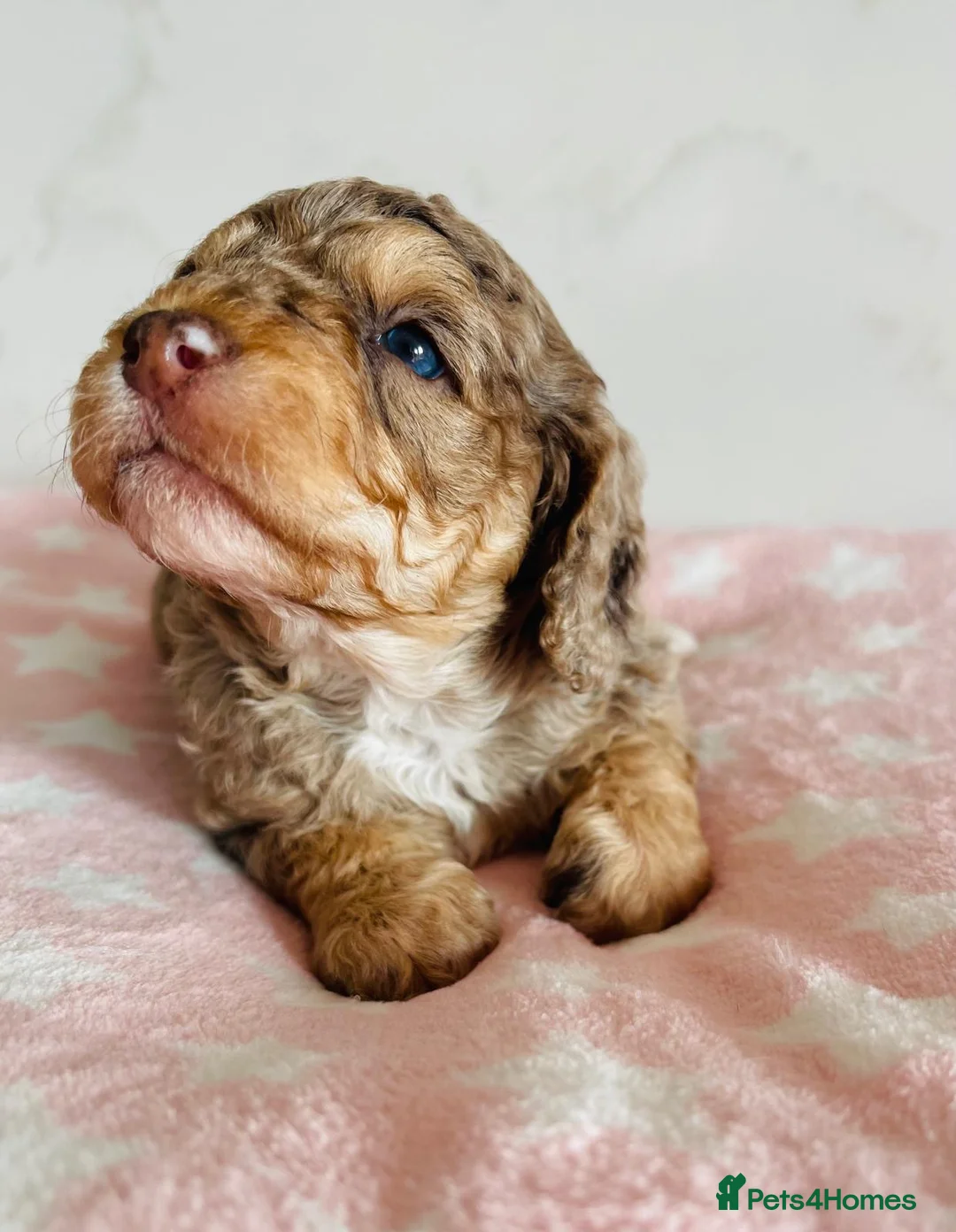 Cockapoo dogs for sale: Fully DNA tested stunning Cockapoo puppies - Advert 7