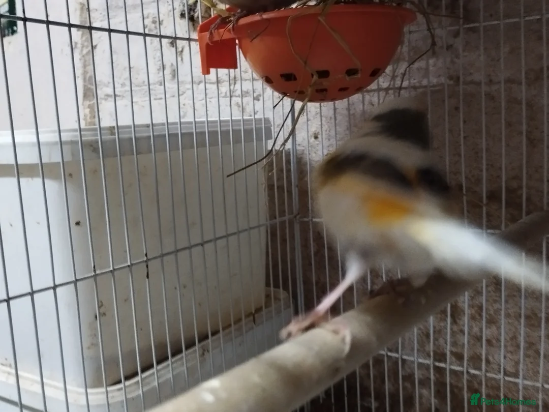 Canaries birds for sale: Canary's, green finch, silver, jarva sparrows  - Advert 15