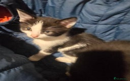 British Shorthair cats for sale: Stunning girls  - Advert 7