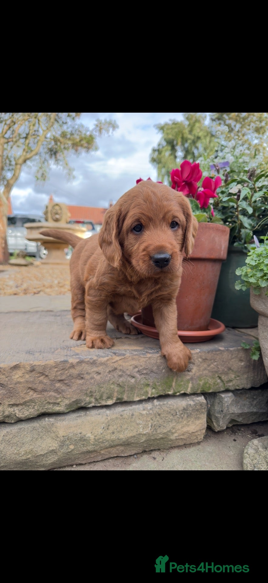 Labradoodle dogs Exceptional, traditional F1 Labradoodles - Advert 1