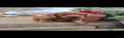 Labradoodle dogs for sale: Exceptional, traditional F1 Labradoodles - Advert 1