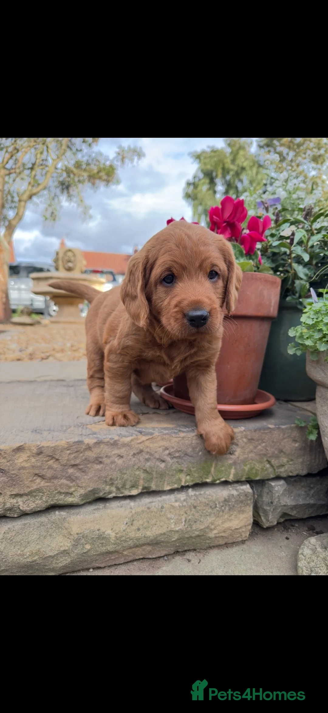 Labradoodle dogs for sale: Exceptional, traditional F1 Labradoodles - Advert 1