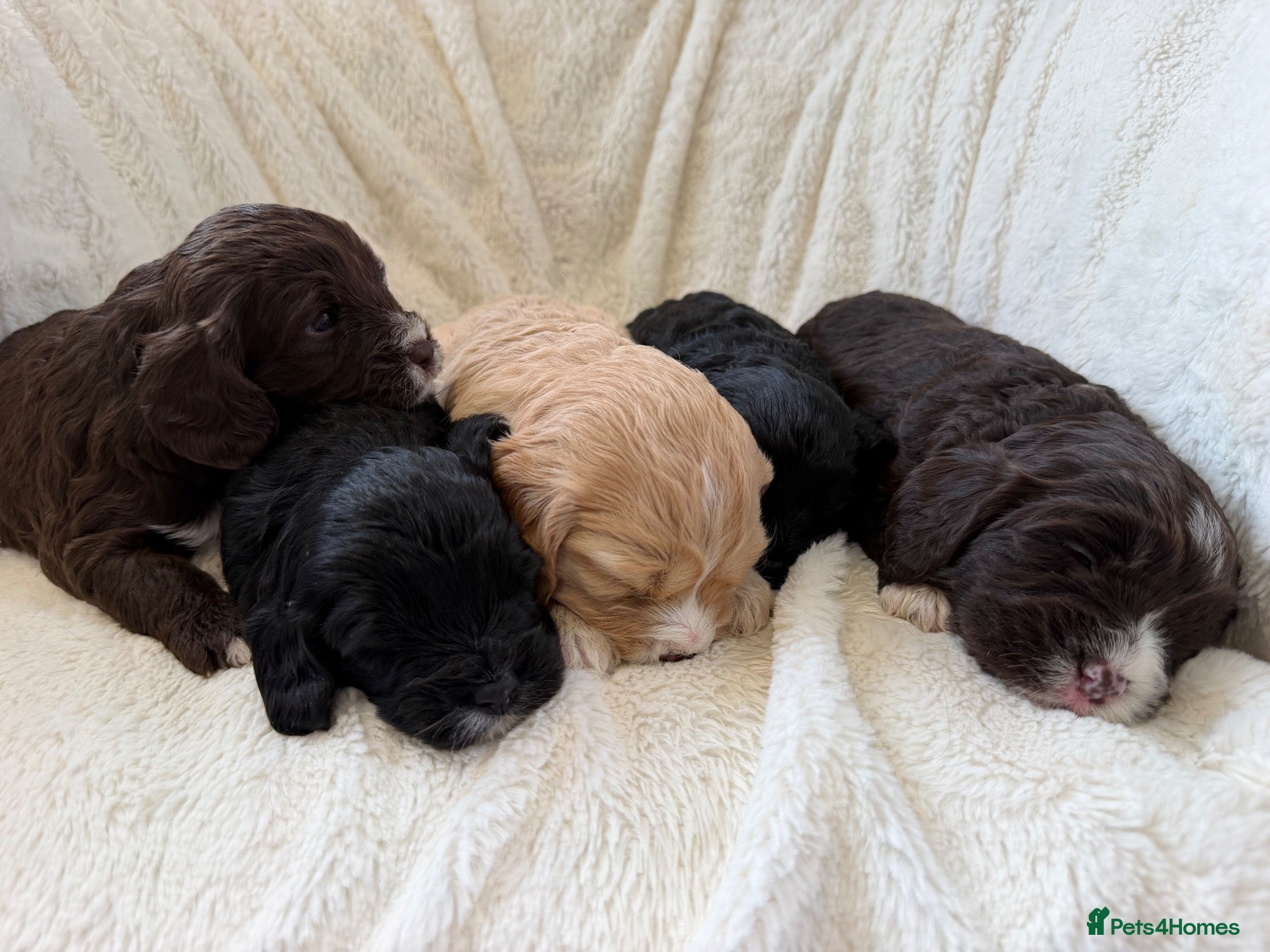 Cavapoo dogs Cavapoo puppies f1  - Advert 7