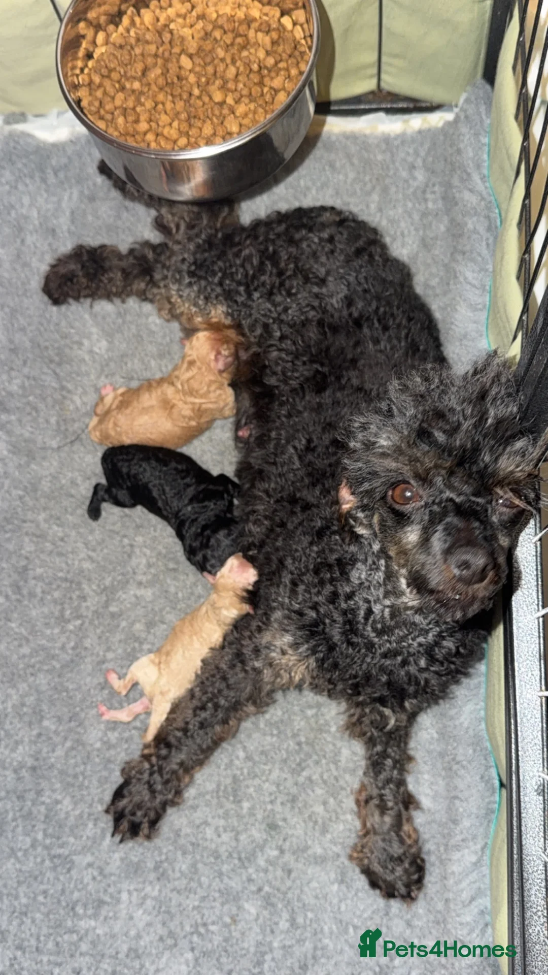Toy Poodle dogs for sale: 1 cream male boy  - Advert 1