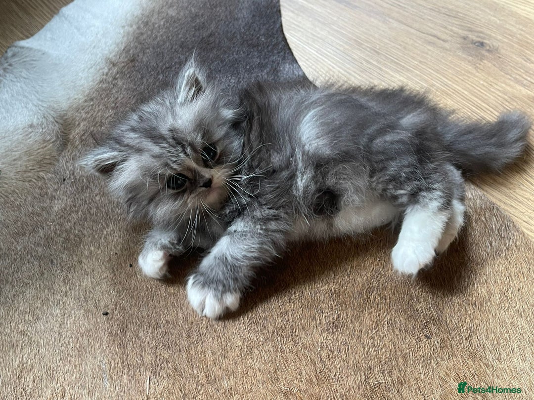 Persian cats for sale: Beautiful fluffy kittens very affectionate  - Image 12