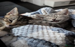British Shorthair cats for sale: 2 baby sisters  - Image 4
