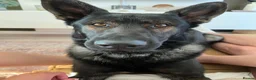 German Shepherd dogs for sale: WORKING LINE German Sheperd - Advert 15