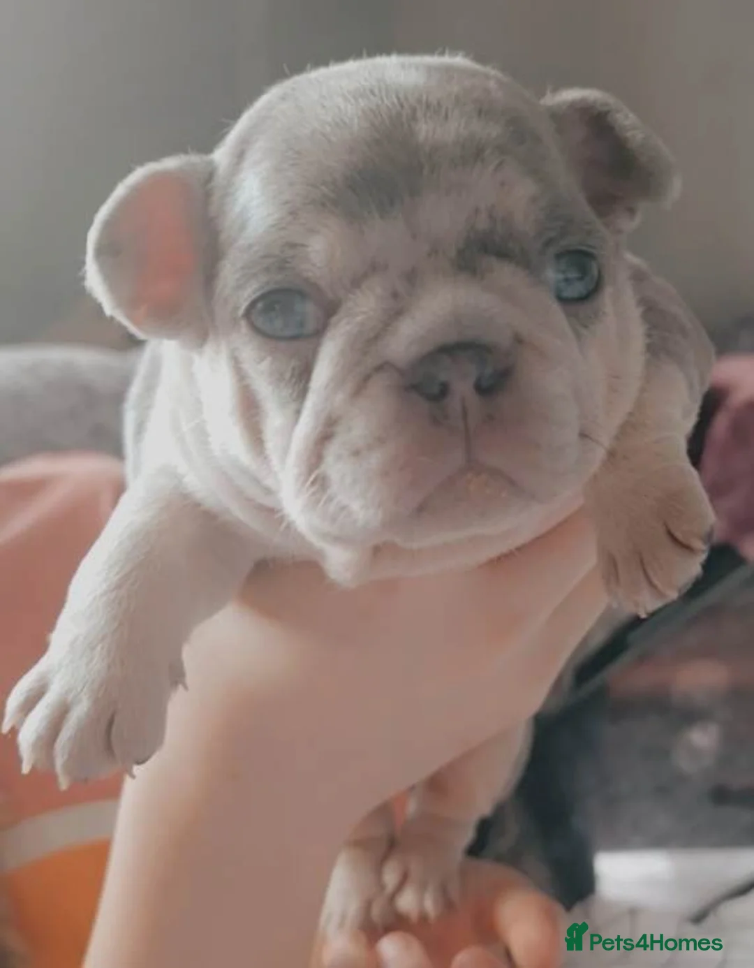 French Bulldog dogs for stud: Tiny 8kg Isabella and tan quad  - Advert 25