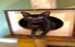 Bengal cats for sale: Rare Bengal Kittens Black, Smoke & Charcoal - Image 4
