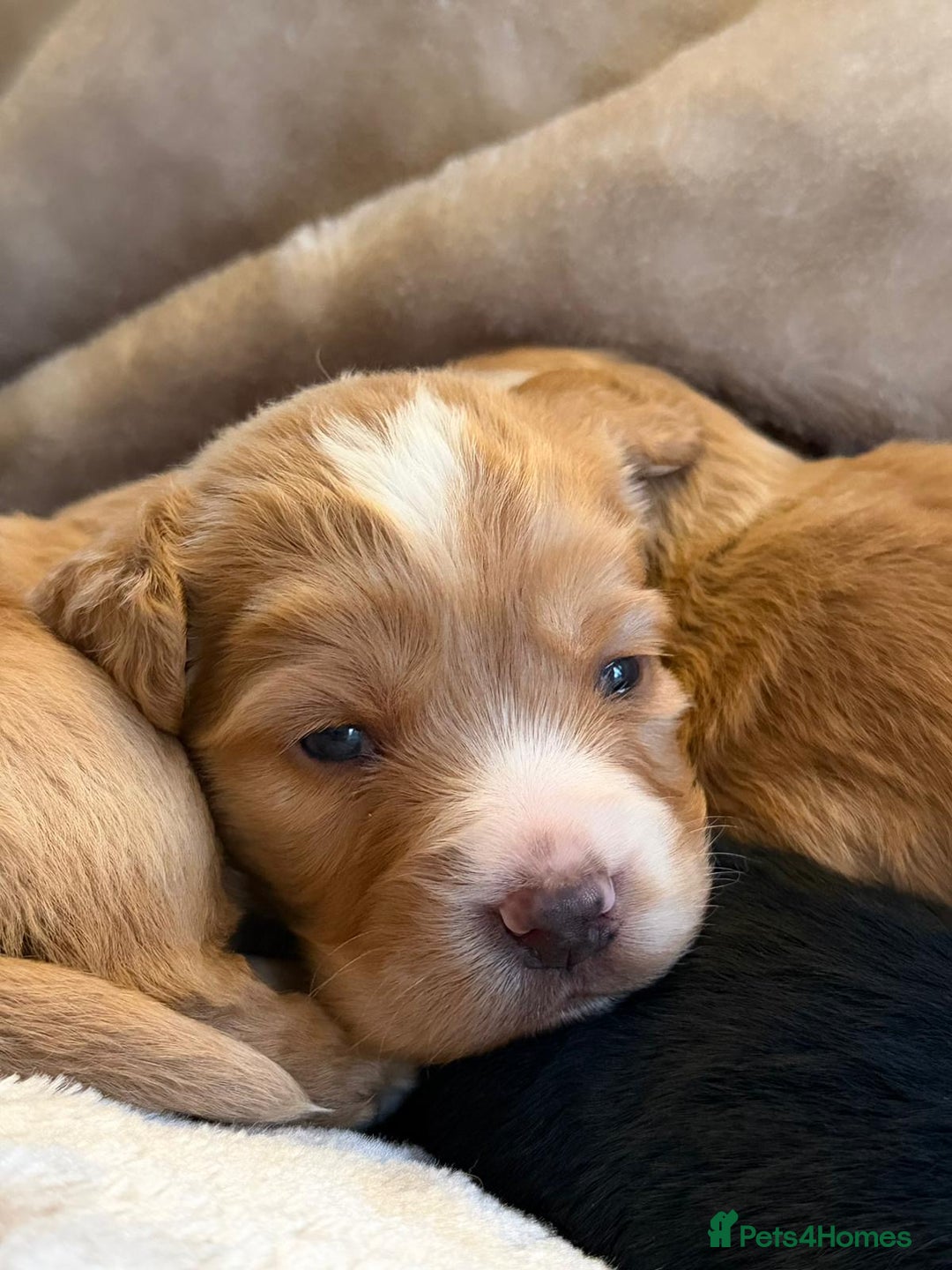 Cocker Spaniel dogs for sale: Gorgeous litter of working cocker spaniel puppies - Advert 12