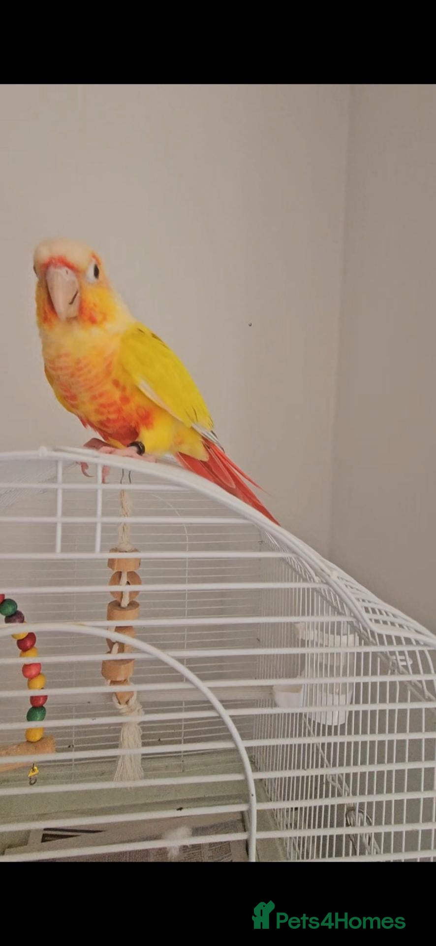 Conures birds Gorgeous Sun cheek conure with cage, Hand Tammed - Advert 15
