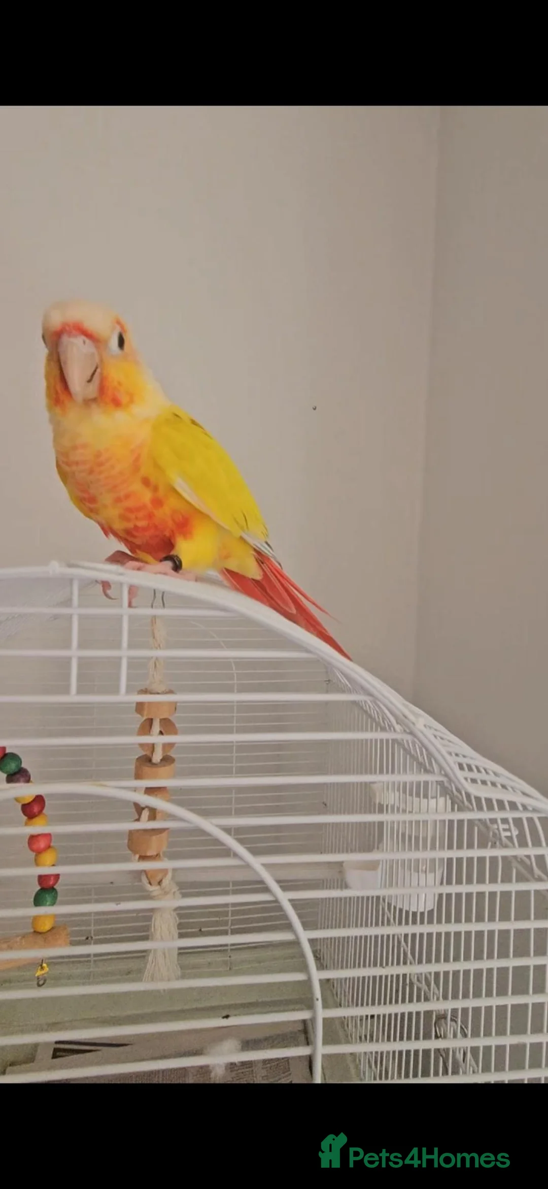 Conures birds for sale: Gorgeous Sun cheek conure with cage, Hand Tammed - Advert 1