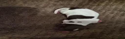 English Springer Spaniel dogs for sale: KC registered English Springer Spaniels - Advert 31