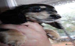 Miniature Dachshund dogs for sale: Black cream and black tan  - Image 4