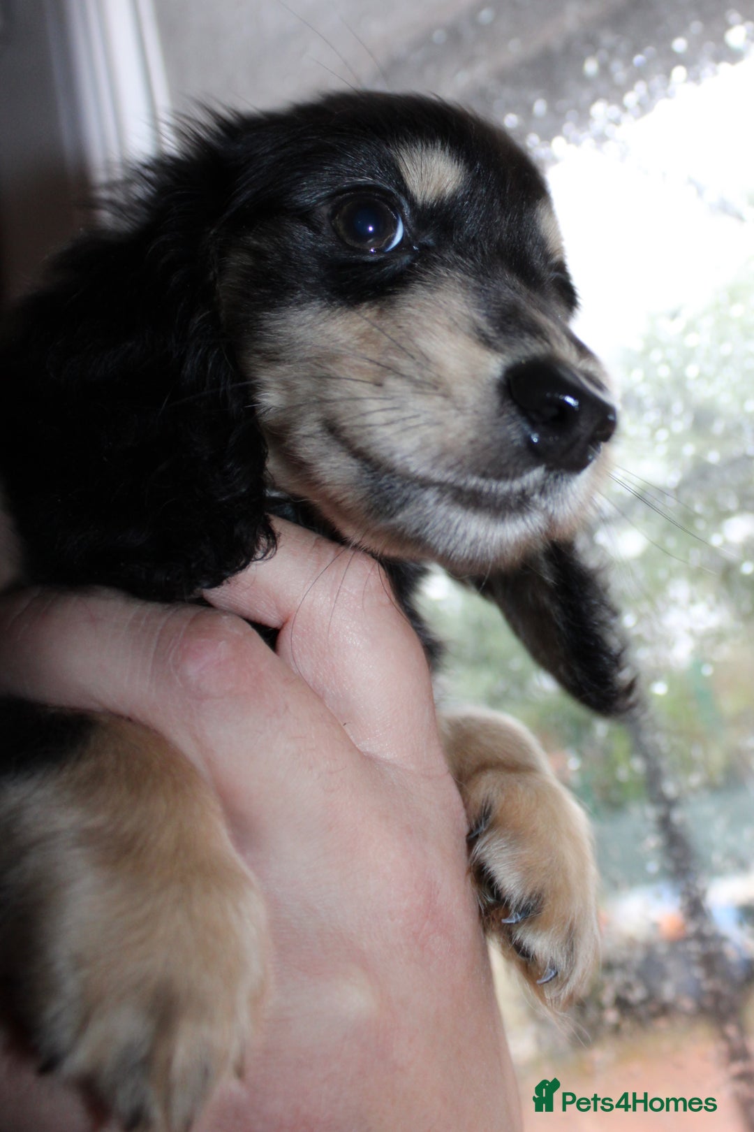 Miniature Dachshund dogs for sale: Black cream and black tan  - Image 4