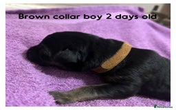 German Shepherd dogs for sale: German shepherd puppies  - Image 6