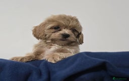 Maltipoo dogs for sale: Maltipoo Puppies – 3 Girls & 3 Boys - Image 16