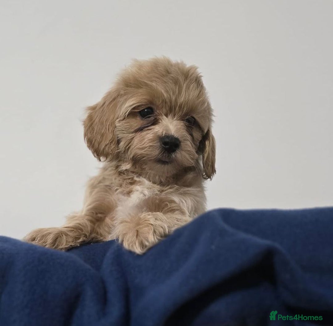 Maltipoo dogs for sale: Maltipoo Puppies – 3 Girls & 3 Boys - Image 16